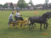 K.bijelci - voznja dvoprega